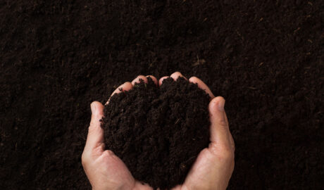 Top view of two hands holding soil over dark texture background