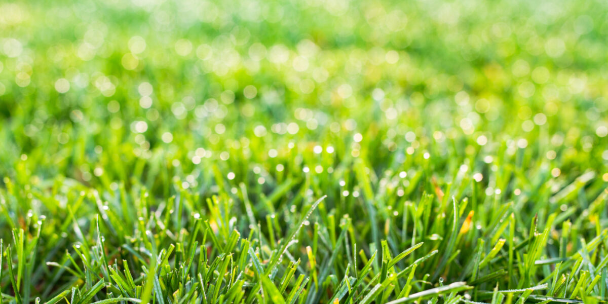 lawn in Colorado