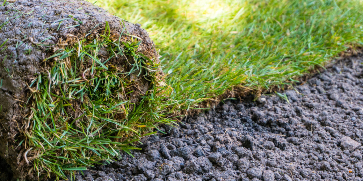 sod in Colorado