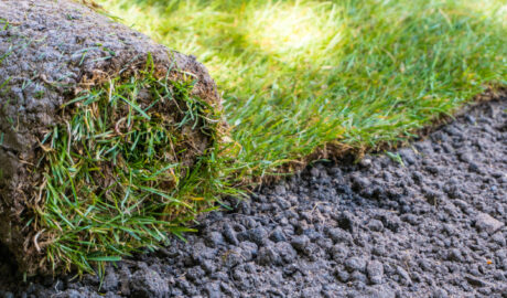 sod in Colorado