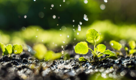 watering plants